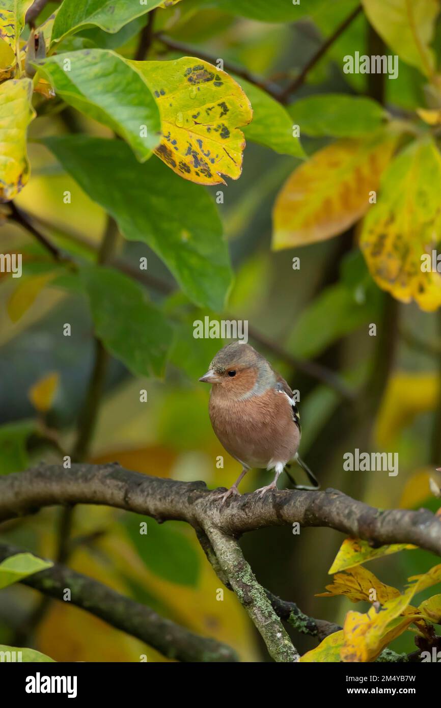 Comune chaffinch (Fringilla coelebs) uccello adulto su un albero di Magnolia giardino in autunno, Suffolk, Inghilterra, Regno Unito Foto Stock