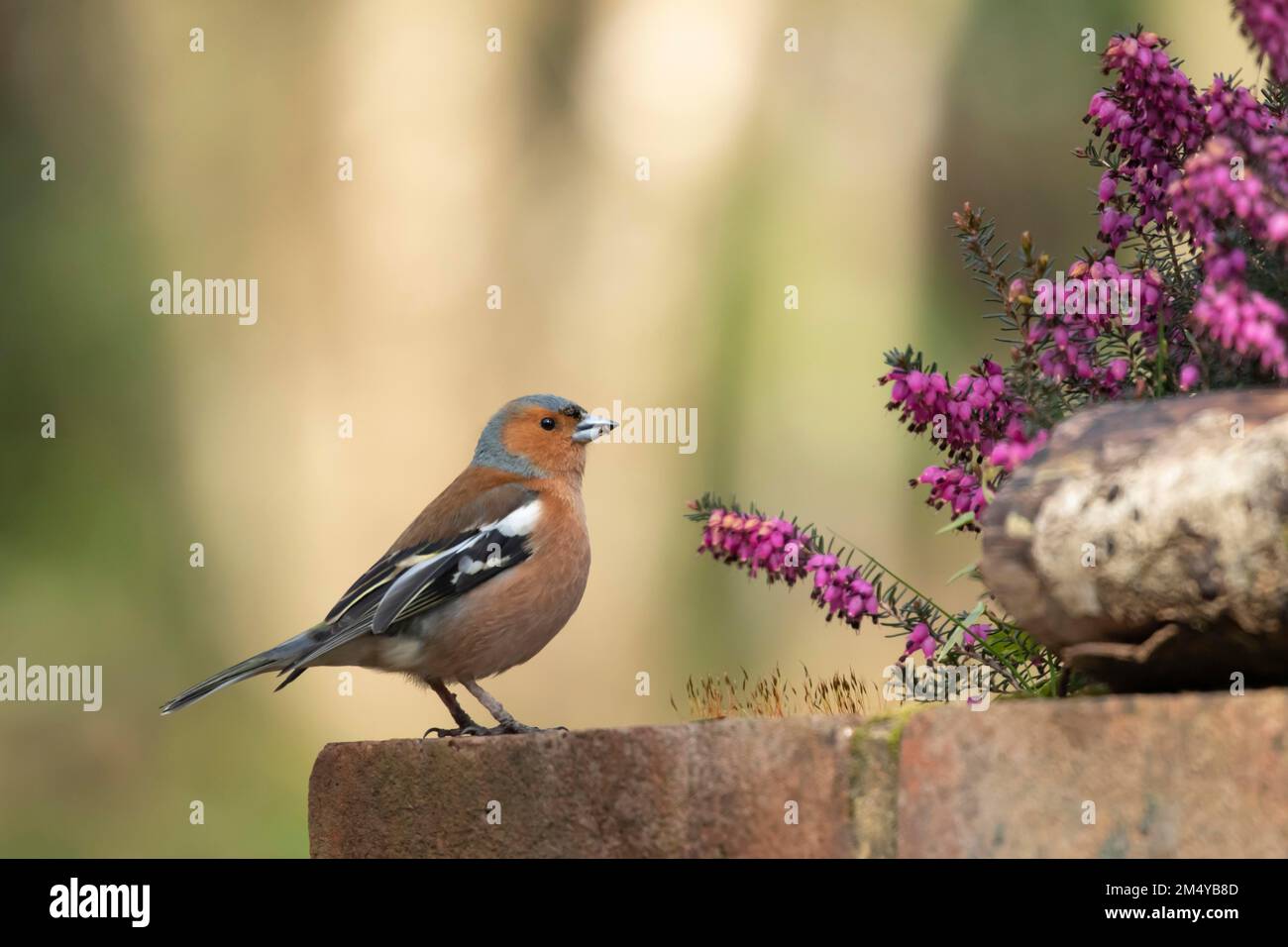 Comune chaffinch (Fringilla coelebs) uccello adulto su un muro di mattoni giardino, Kent, Inghilterra, Regno Unito Foto Stock