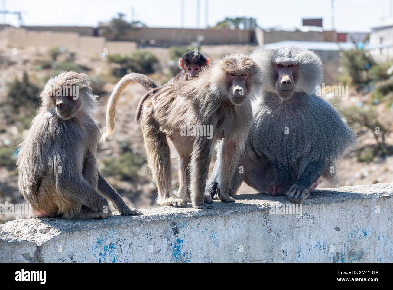 Baboons, Abha, Regno dell'Arabia Saudita Foto Stock