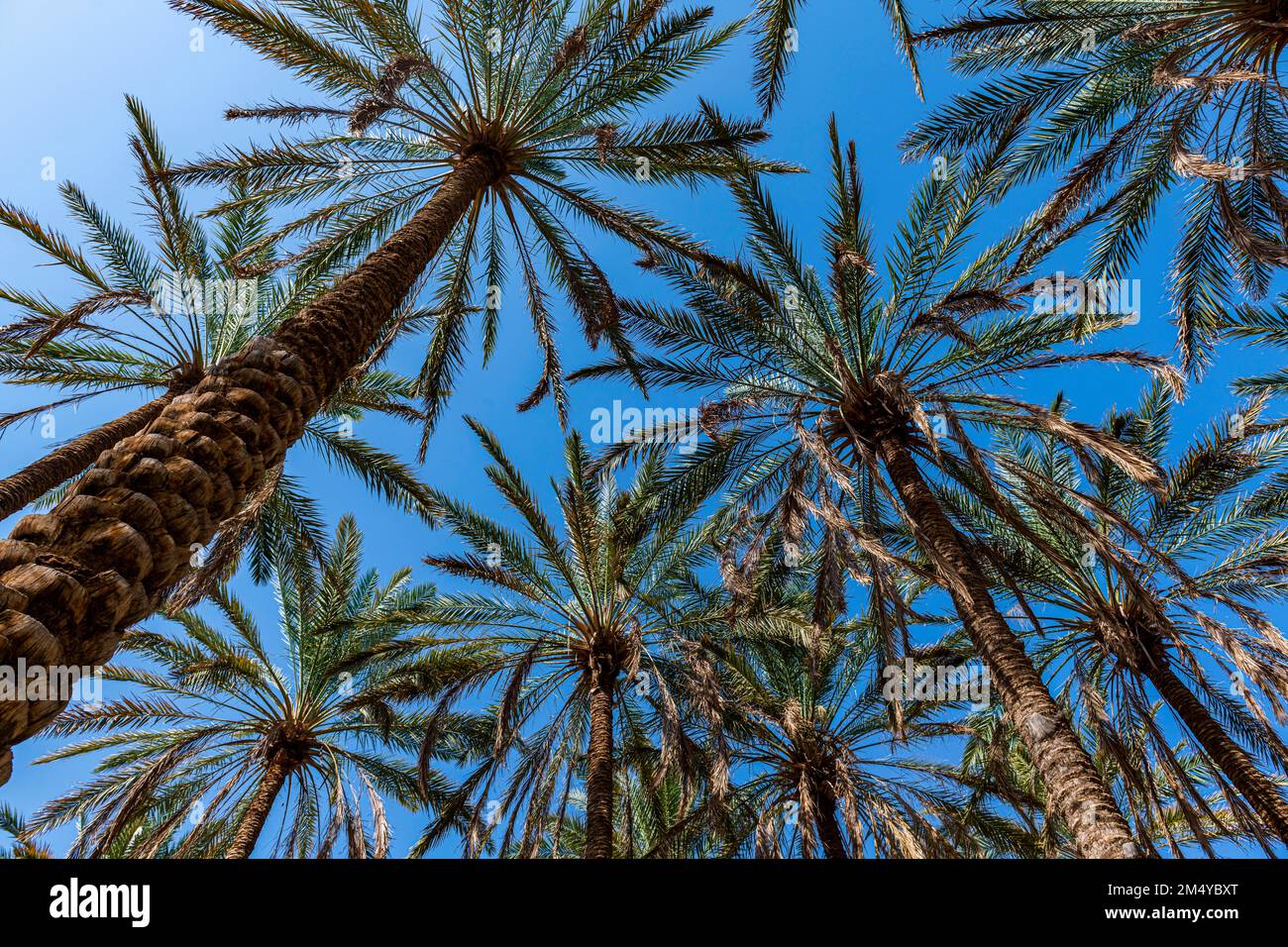 Oasi di al Ula, Regno dell'Arabia Saudita Foto Stock