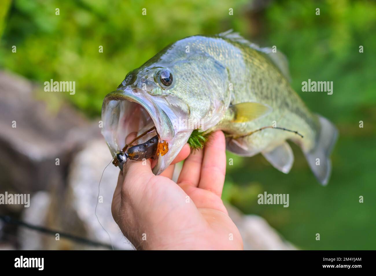 Pesca estiva, pesce d'acqua dolce di stile di vita attivo mano nella mano, fantastica giornata sul lago Foto Stock