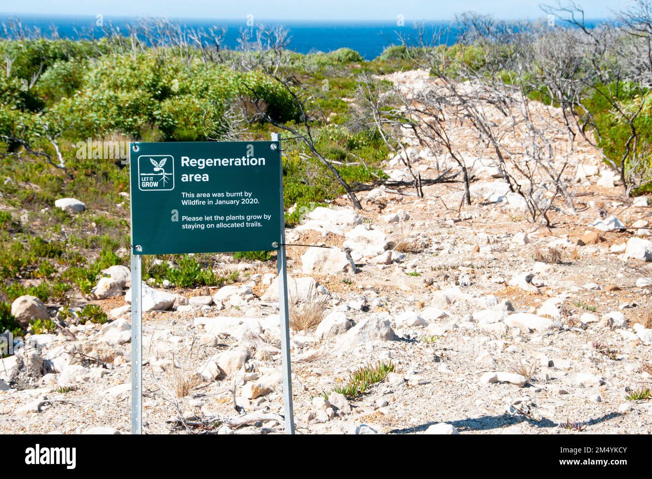 Area di riabilitazione ambientale sulla costa Foto Stock