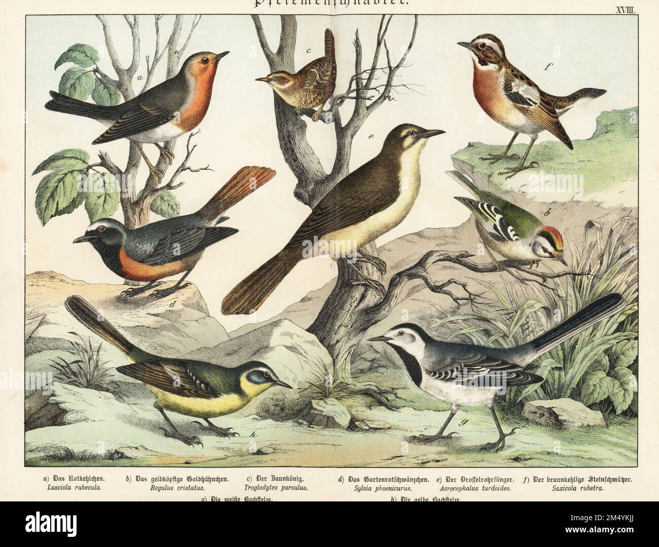 European robin, Erithacus rubecula a, goldcrest, Regulus regulus b, Eurasian wren, Troglodytes troglodytes c, redstart, phoenicurus phoenicurus d, grande scaldatore di canna, Acrocephalus arundinaceus e, whinchat, Saxicola rubetra f, coda bianca, Motacilla alba g, e coda gialla occidentale, Motacilla flava h. Chromolithograph da Gotthilf Heinrich von Schubert's Natural History of the Animal Realms (Naturgeschichte des Tierreichs), Schreiber, Monaco di Baviera, 1886. Foto Stock