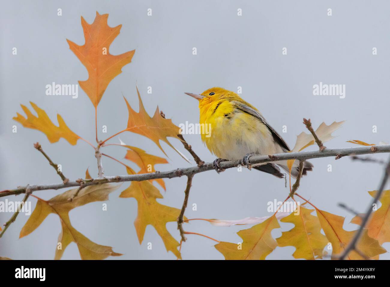 Prothonotary Warbler, primo in inverno a Vancouver BC Canada Foto Stock