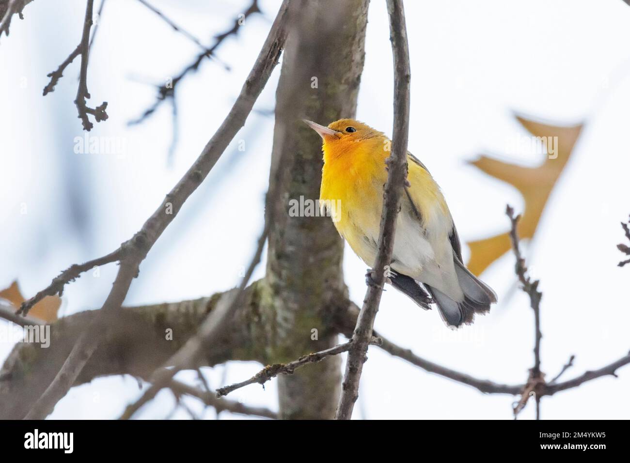 Prothonotary Warbler, primo in inverno a Vancouver BC Canada Foto Stock