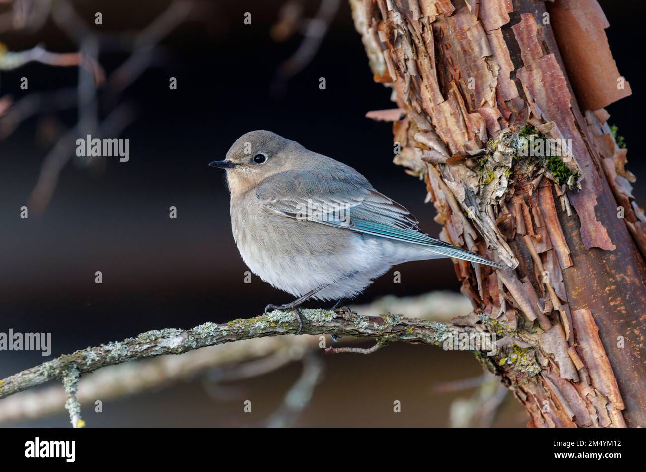 Female Mountain Bluebird a Vancouver BC Canada Foto Stock