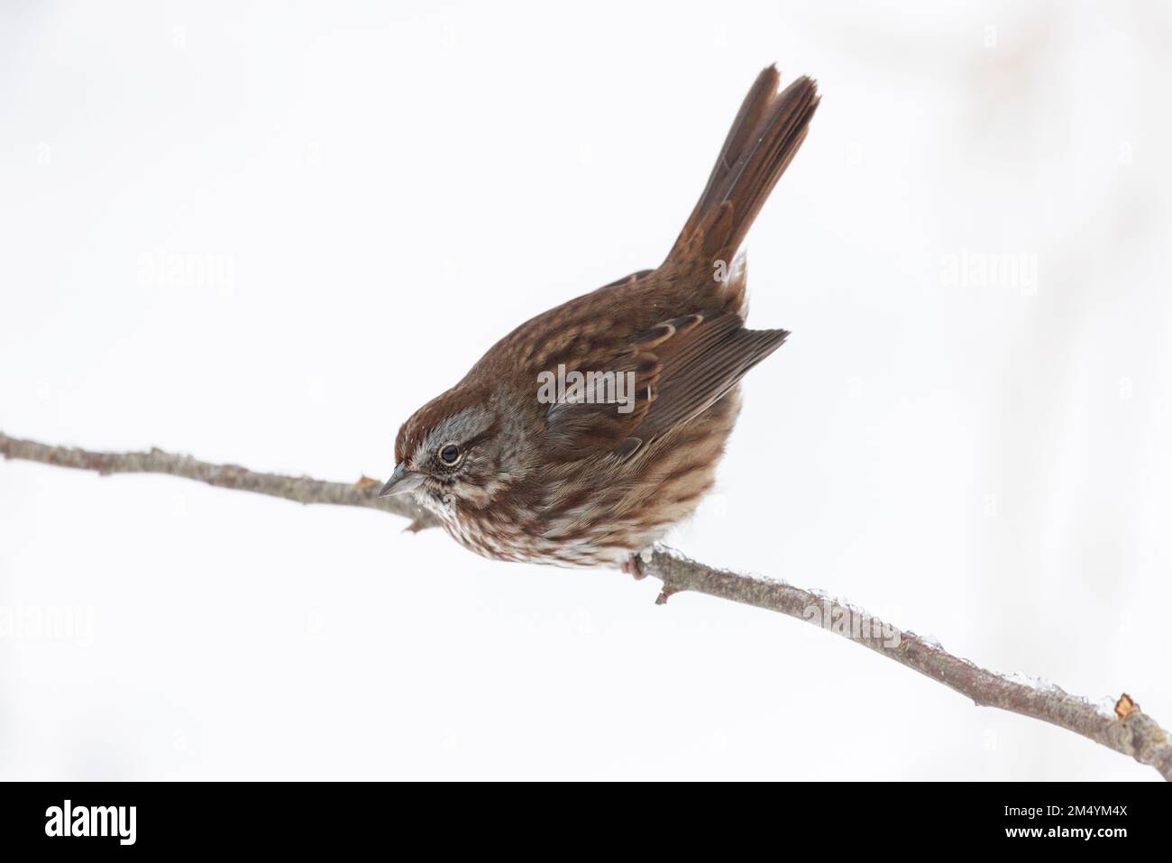 Song sparrow bird a Vancouver BC Canada Foto Stock