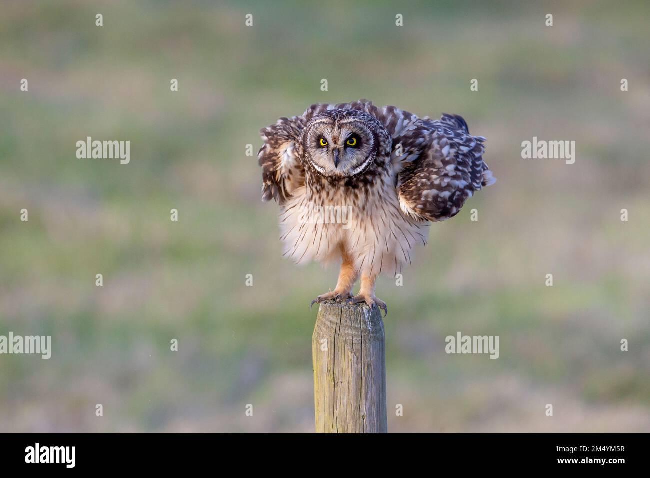 Breve eared owl a Vancouver BC Canada Foto Stock