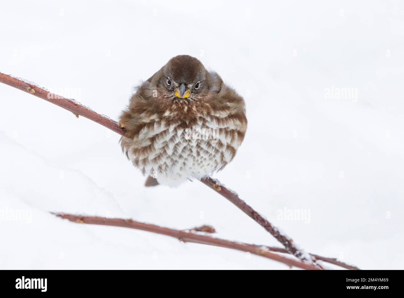 Fox Sparrow Bird a Vancouver BC Canada Foto Stock