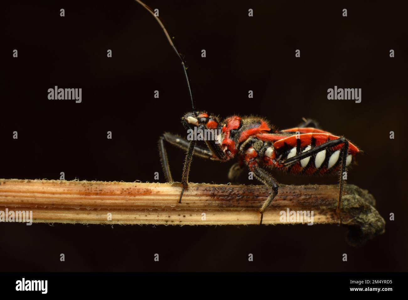 Fiore assassin bug strisciare su erba secca. Java, Indonesia. Macro Foto Stock