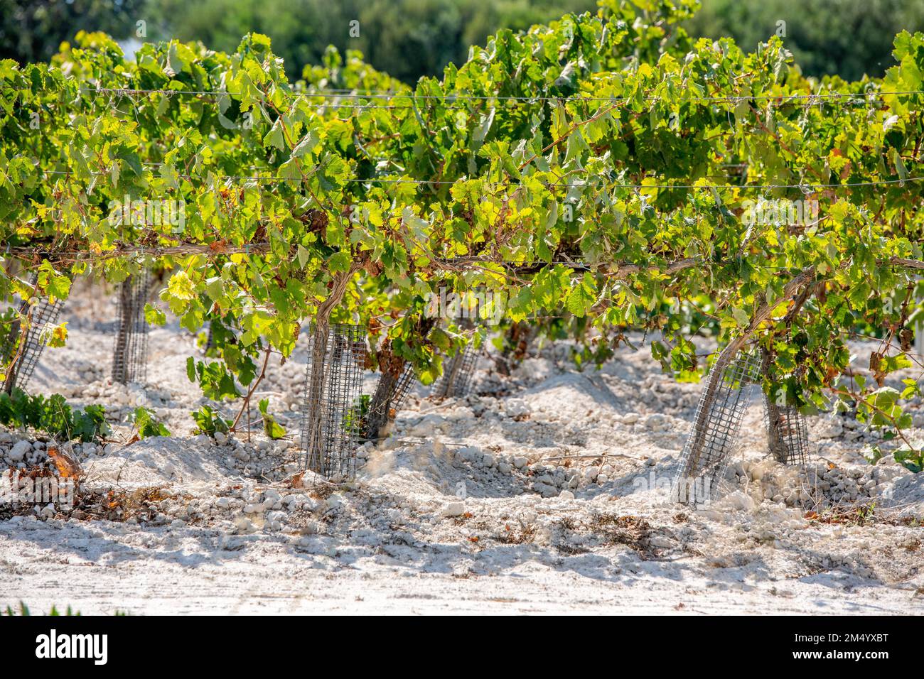 Vitigni coltivati in campo per il vino sherry, Jerez de la Frontera, Spagna Foto Stock