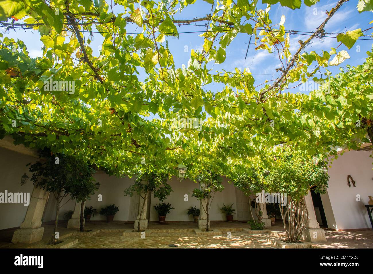 Baldacchino di vitigni che coprono il cortile aperto, Jerez de la Frontera, Spagna Foto Stock