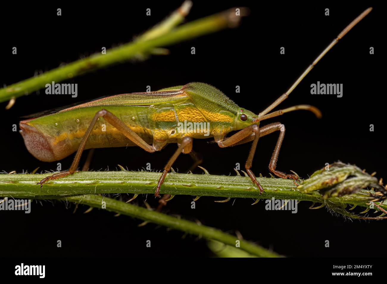Adulti Bug con zampe di foglia del genere Savius Foto Stock