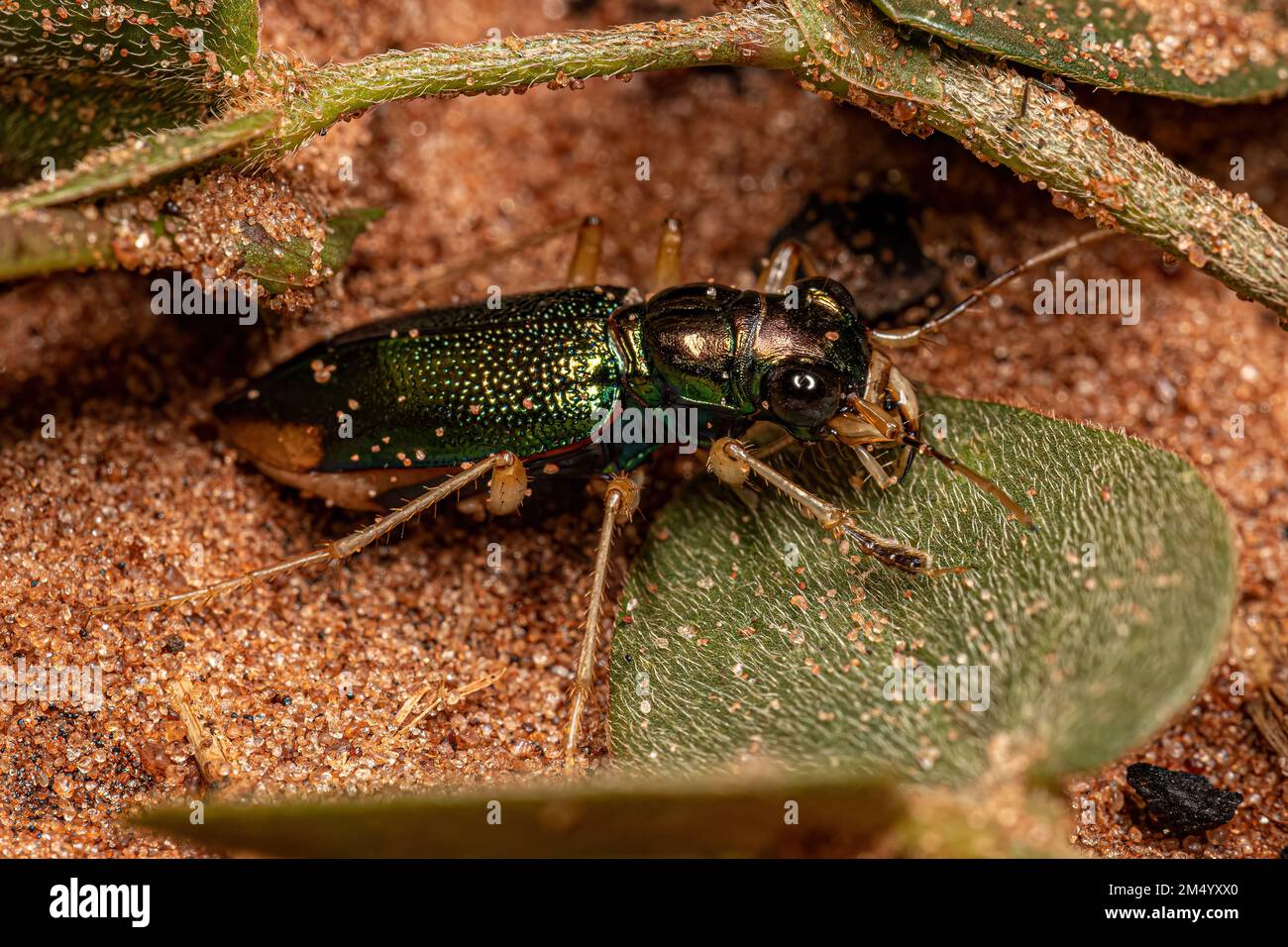 Coleotteri metallici adulti del genere Tetracha Foto Stock