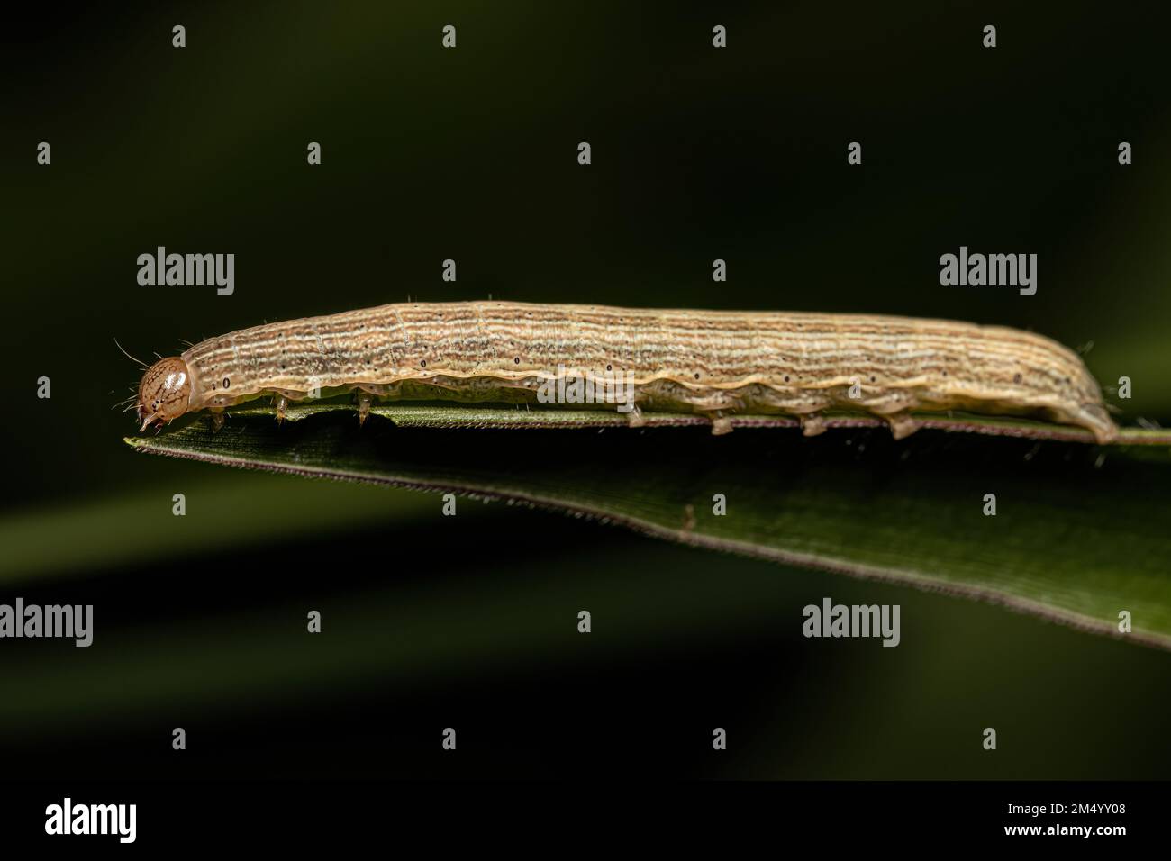 Piccolo bruco di falena dell'ordine Lepidoptera Foto Stock