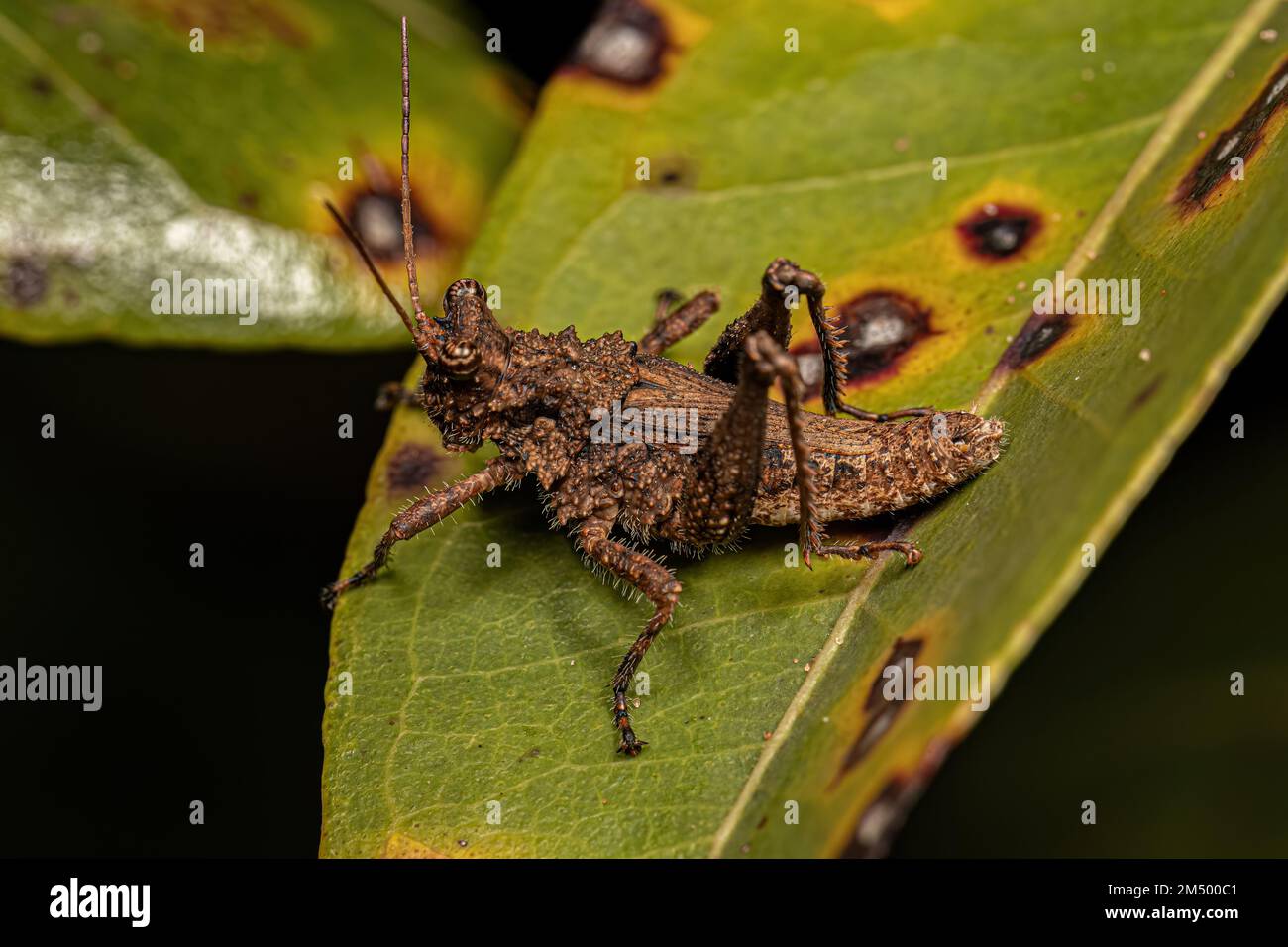 Grasshopper a corna corta insetto del genere Ommexecha Foto Stock