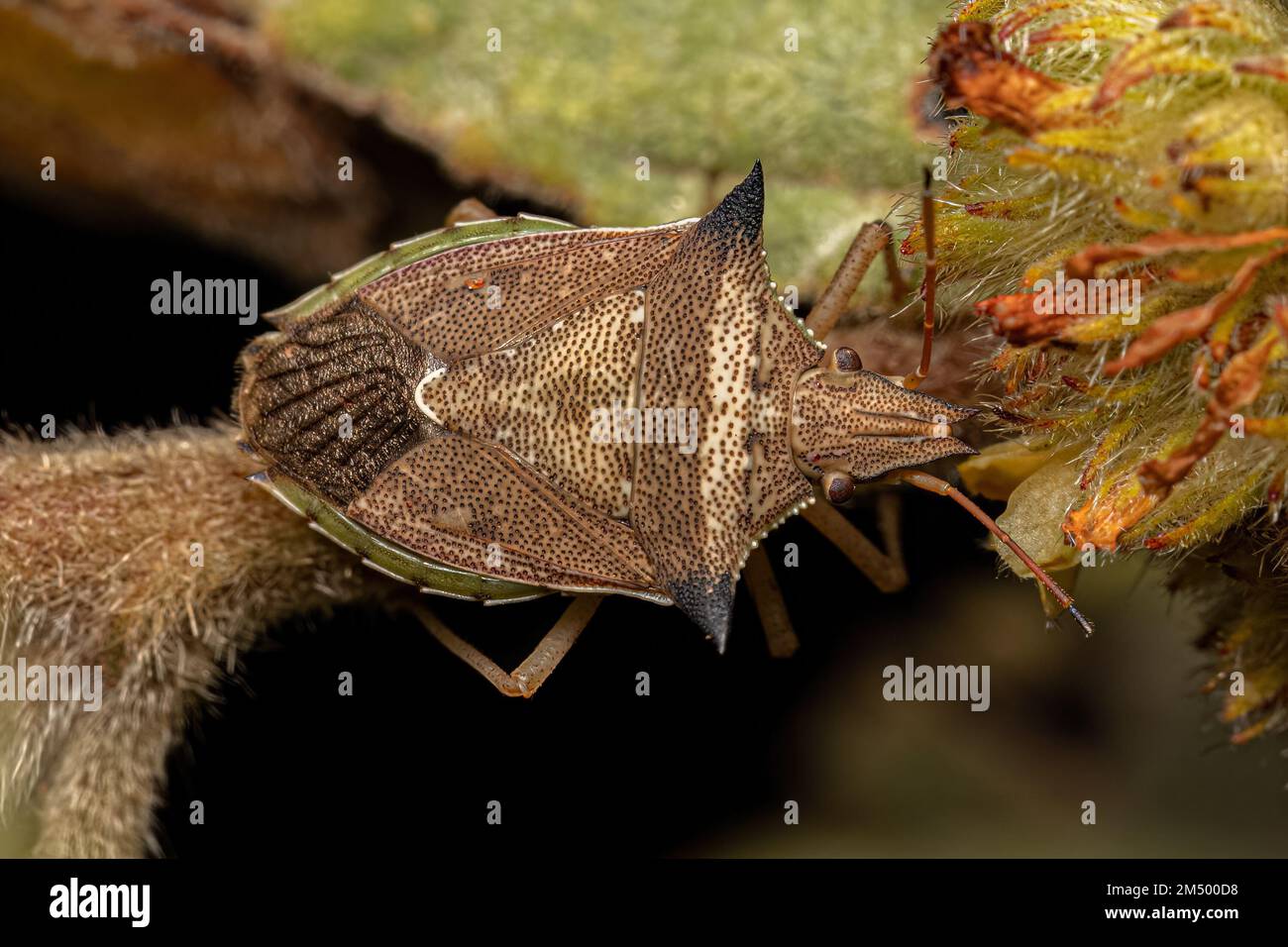 Adulto bug verde del ventre della specie Diceraeus melacanthus Foto Stock