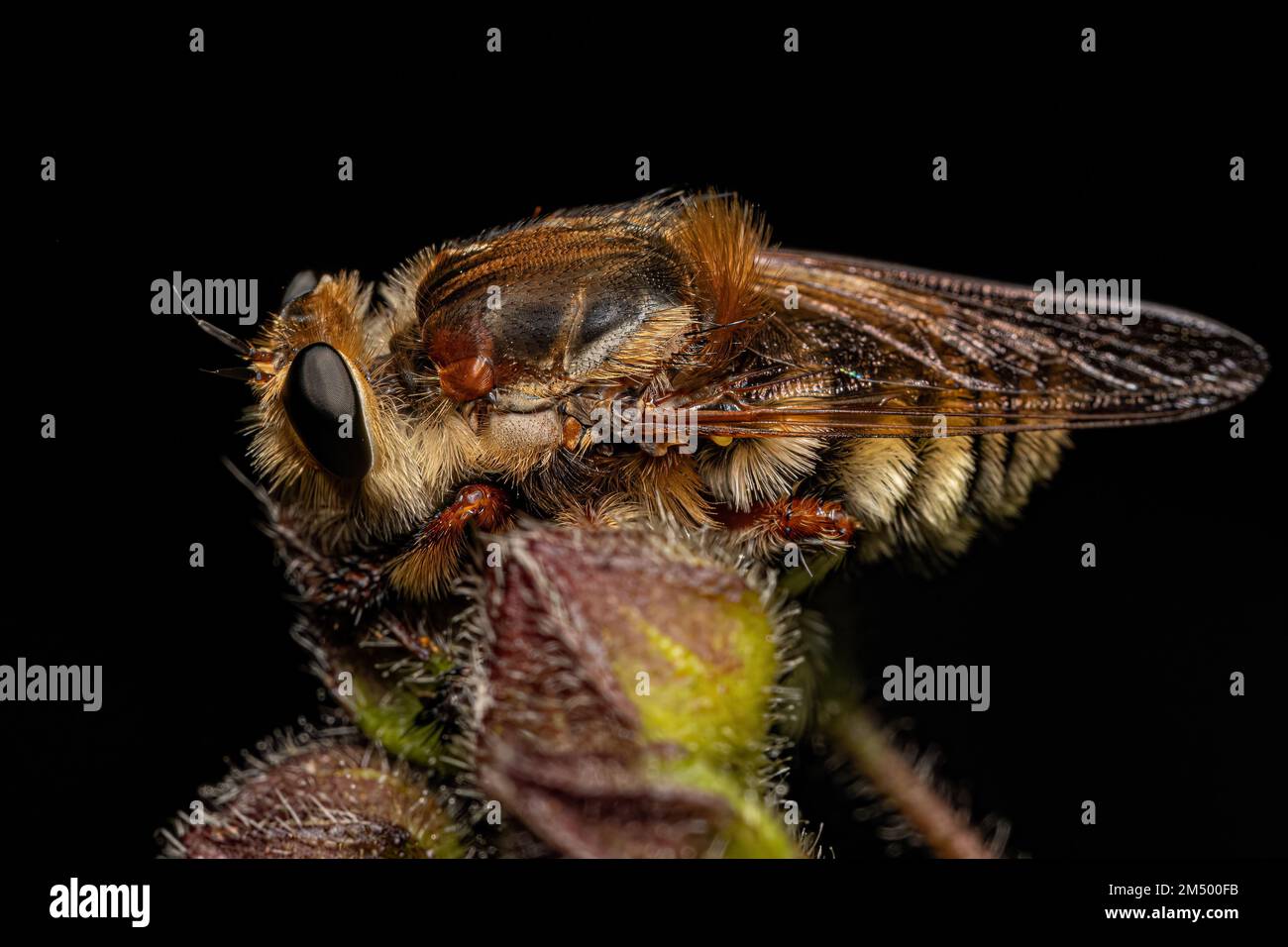 Adulto Bee Killer Robber Fly del genere Mallophora Foto Stock