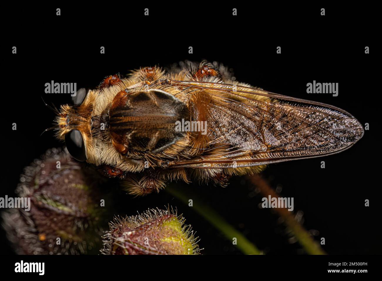 Adulto Bee Killer Robber Fly del genere Mallophora Foto Stock