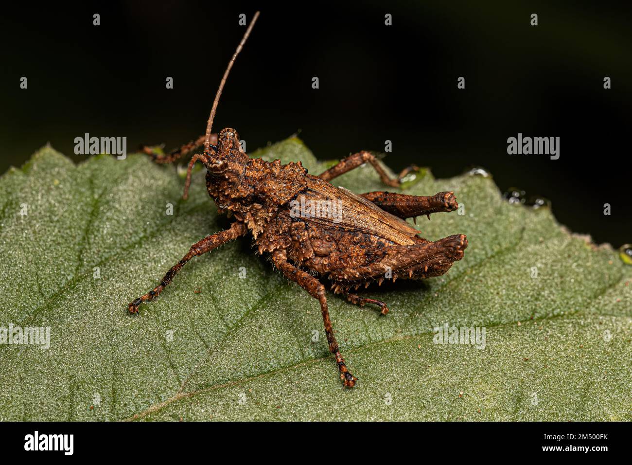 Grasshopper a corna corta insetto del genere Ommexecha Foto Stock