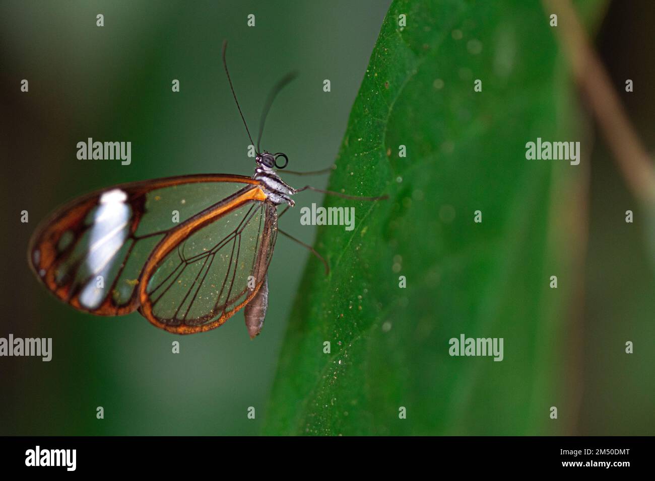 Un primo piano di una farfalla Glasswing trovato in piedi su una foglia verde nel selvaggio Foto Stock