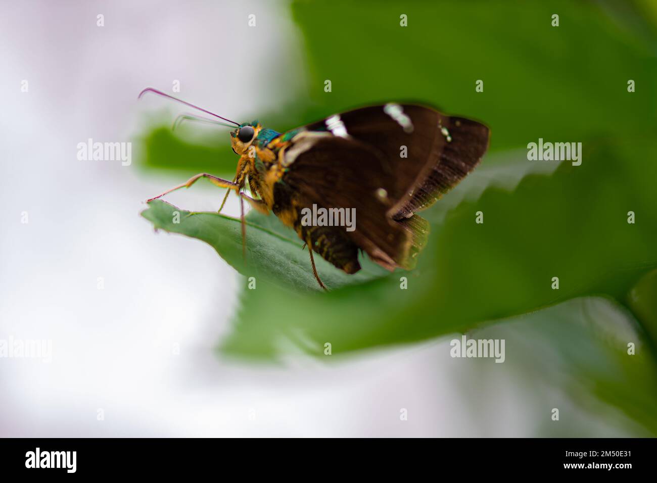 Un primo piano di una farfalla lampeggiante a due barre dello skipper ad ala allargata, su una foglia verde Foto Stock