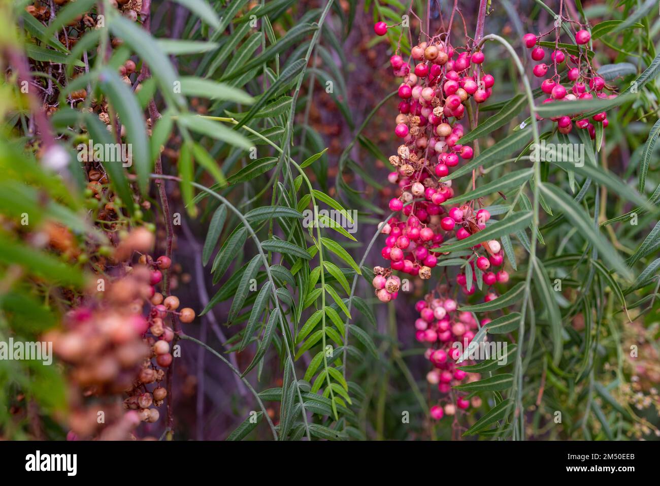 Frutti rossi rotondi di peperone peruviano su sfondo verde foglie Foto Stock