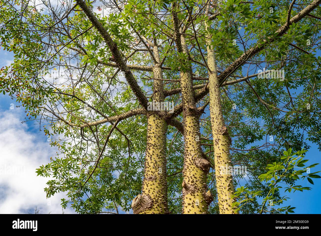 Albero di seta di filo interdentale sullo sfondo blu del cielo. Struttura di corteccia spinosa e foglie verdi Foto Stock