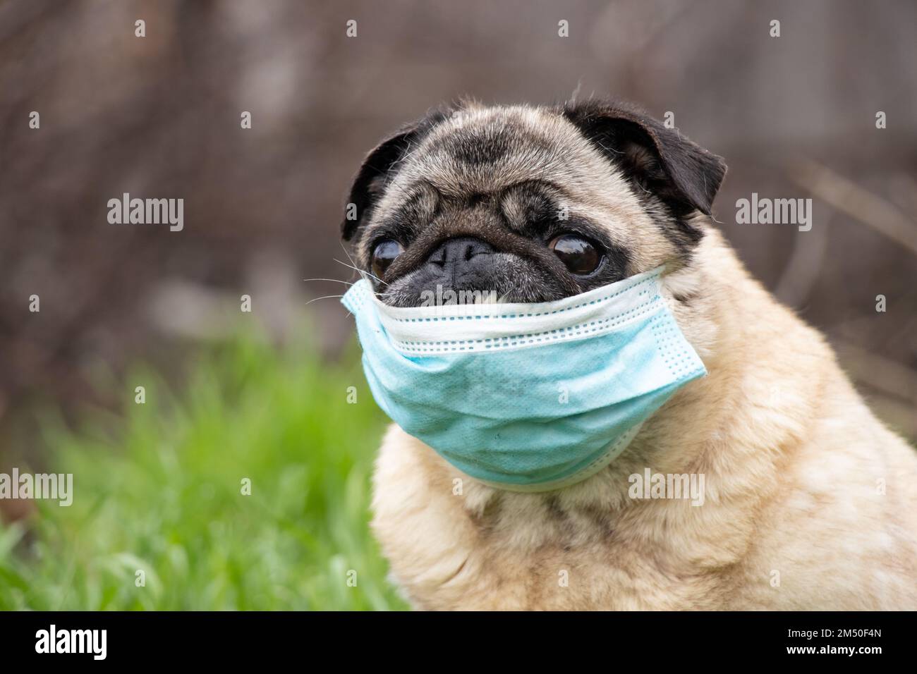 un cane pug in una maschera medica durante la pandemia del covid-19 su una passeggiata sull'erba nel parco nella primavera del 2021 Foto Stock