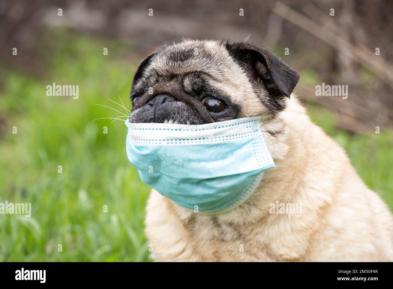 un cane pug in una maschera medica durante la pandemia del covid-19 su una passeggiata sull'erba nel parco nella primavera del 2021. Foto Stock