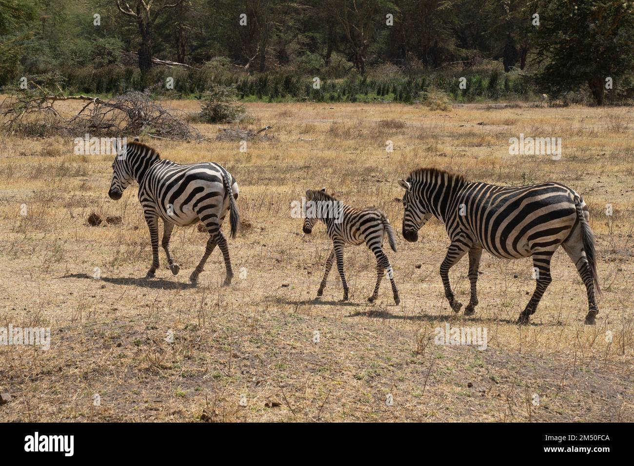 Due zebre adulte e un nemico, camminando nella savana secca in Tanzania. Foto Stock
