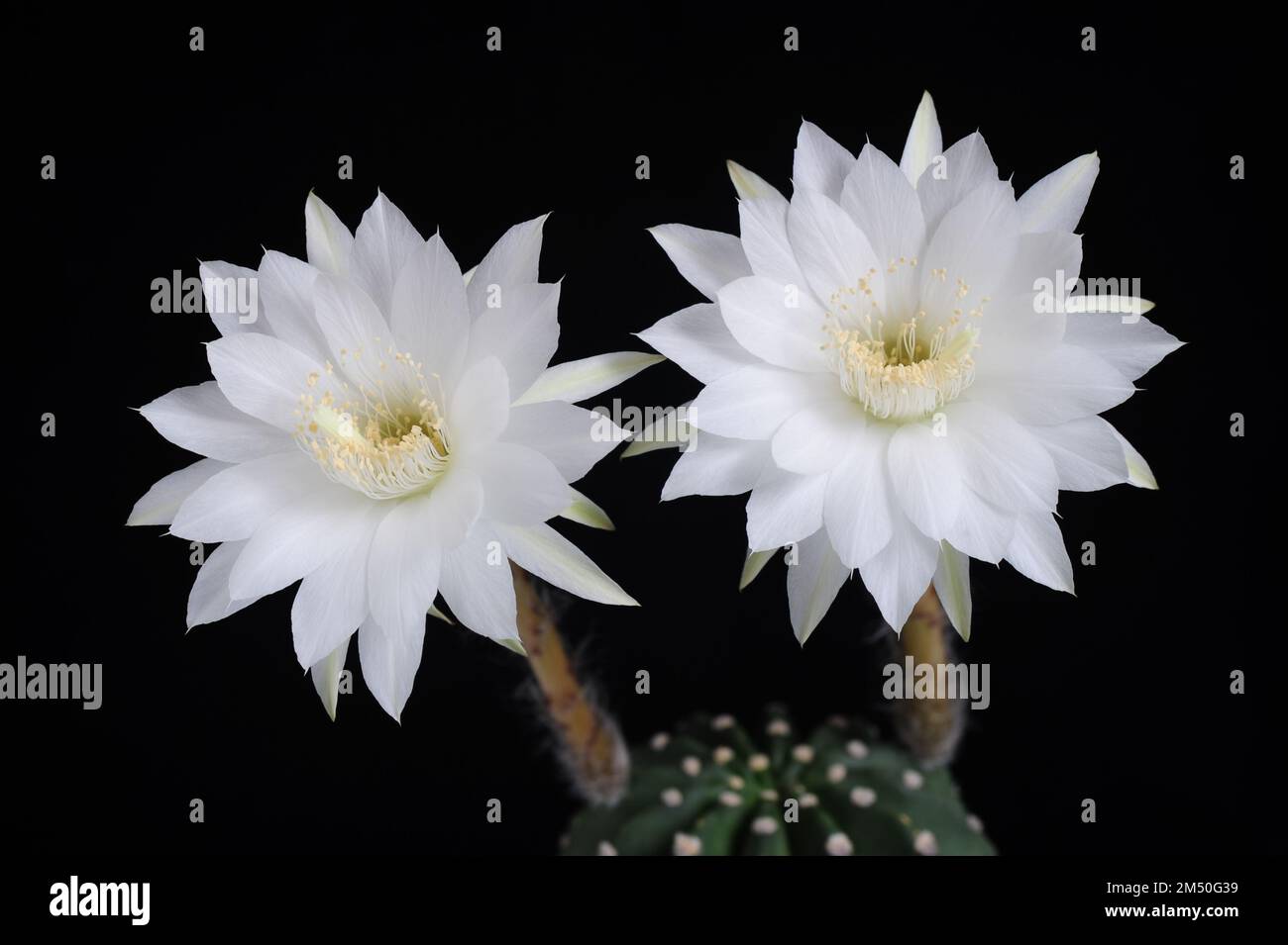 Echinopsis Subdenudata (Cactus Domino) - Cactus A Palla Con Fiori - In Vaso Da 2,5 Pollici