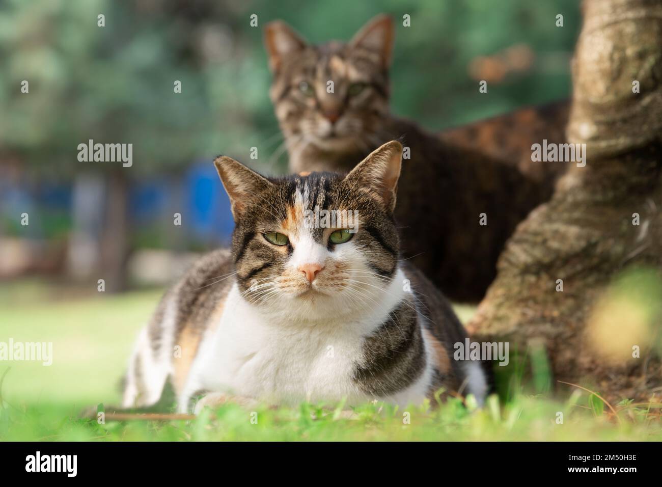 Due gatti mongrel che guardano la macchina fotografica all'aperto nel parco estivo Foto Stock