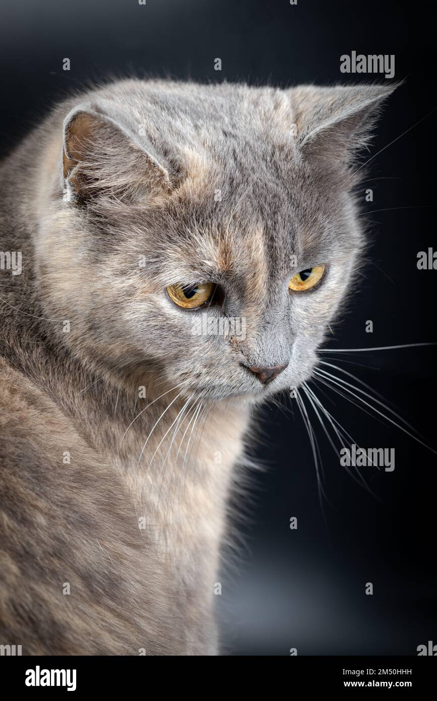 Rullo adesivo e peli di gatto Foto stock - Alamy