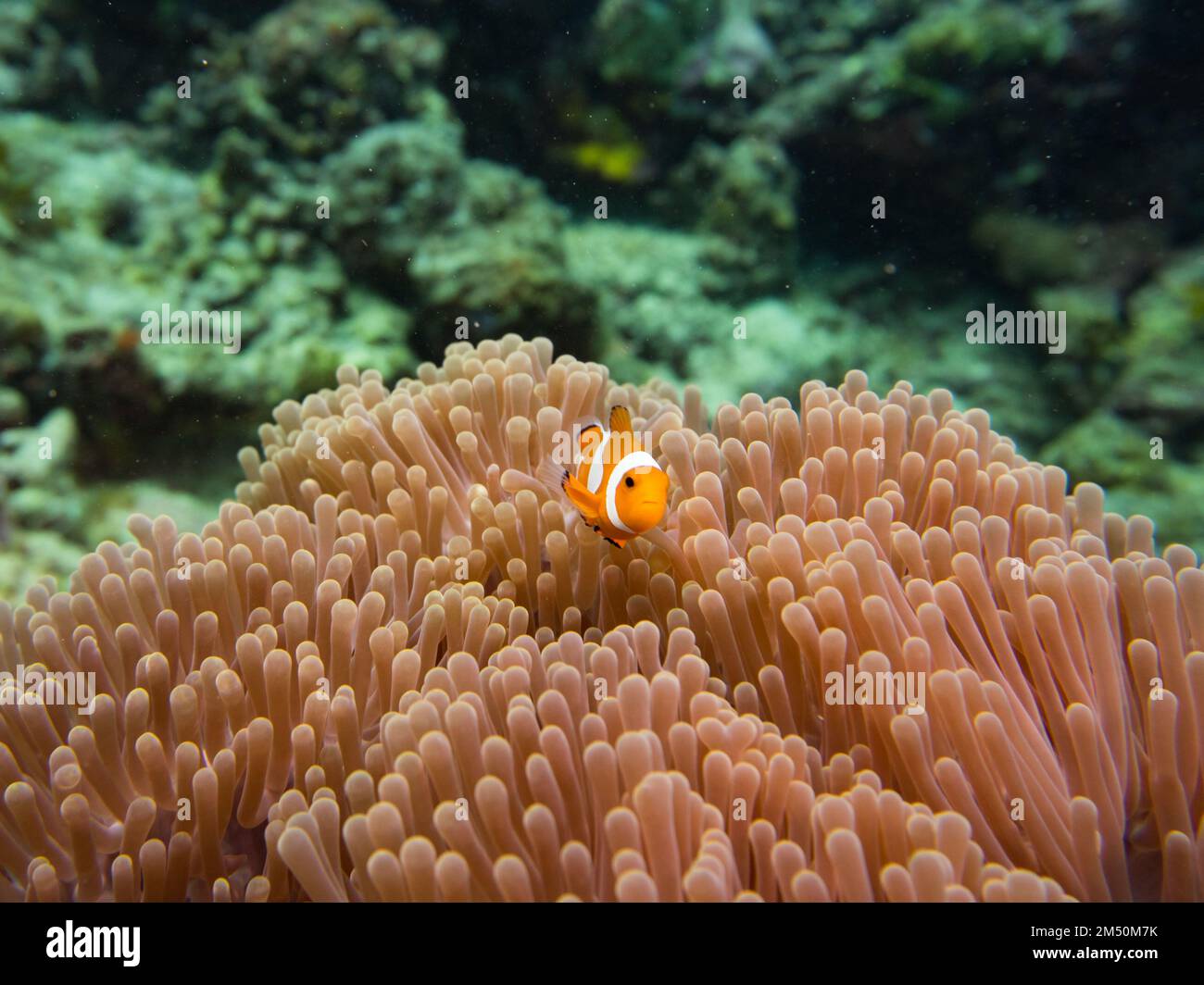 Falso pesce clown, anfibio ocellaris, in un anemone in Indonesia, mentre IMMERSIONI SUBACQUEE Foto Stock