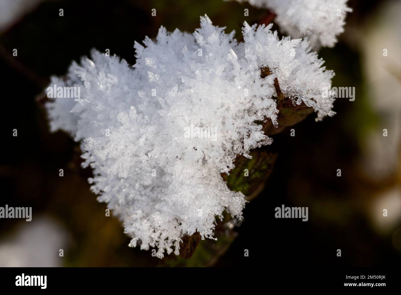 Neve aggrappata ad un fusto morto di BlackBerry in inverno Foto Stock