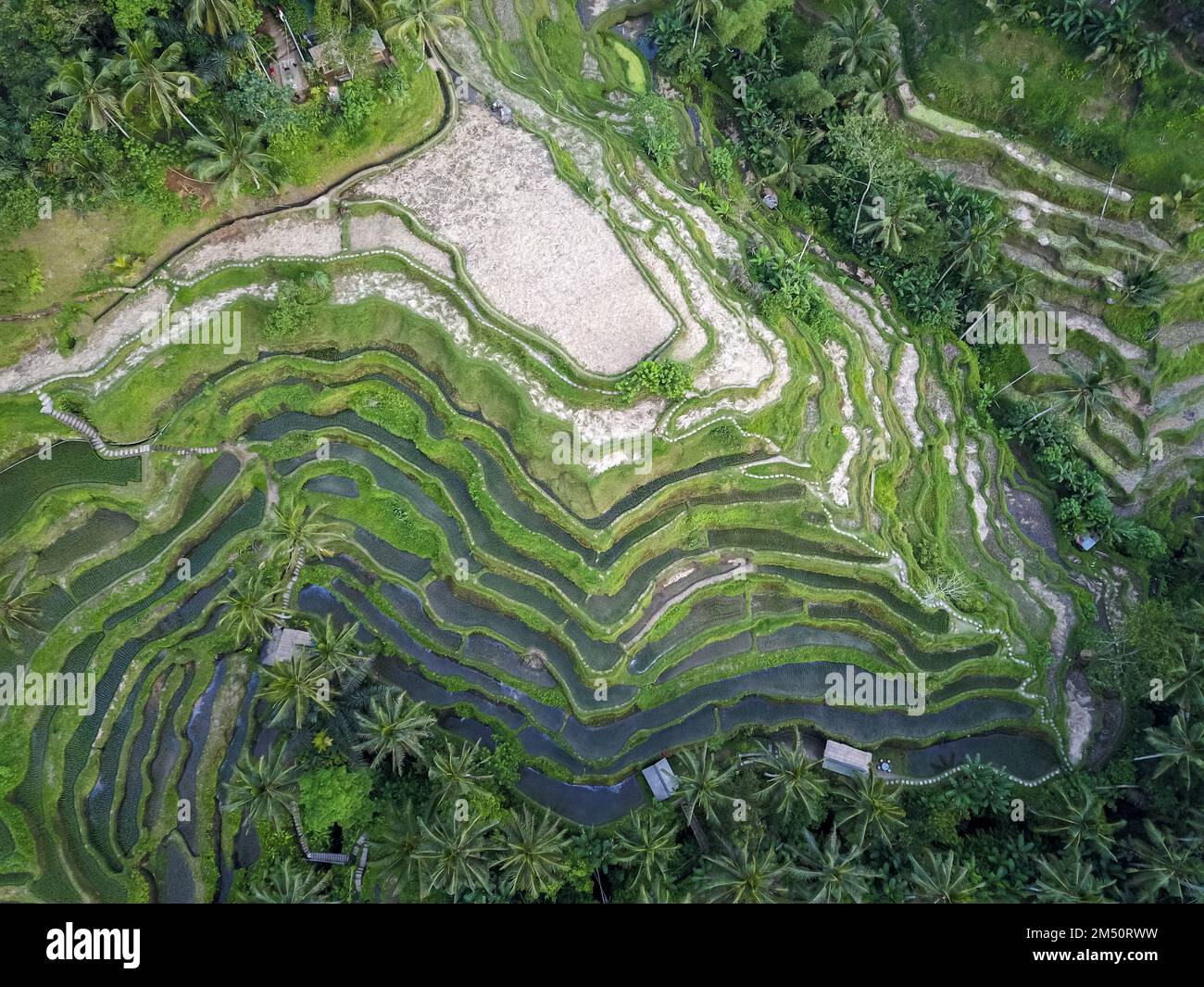 Terrazze di riso Tegallalang, Ubud, Bali, Indonesia. Vista dall'alto di campi di riso a cascata. Vista panoramica della natura dell'Indonesia. Bellezza di Foto Stock