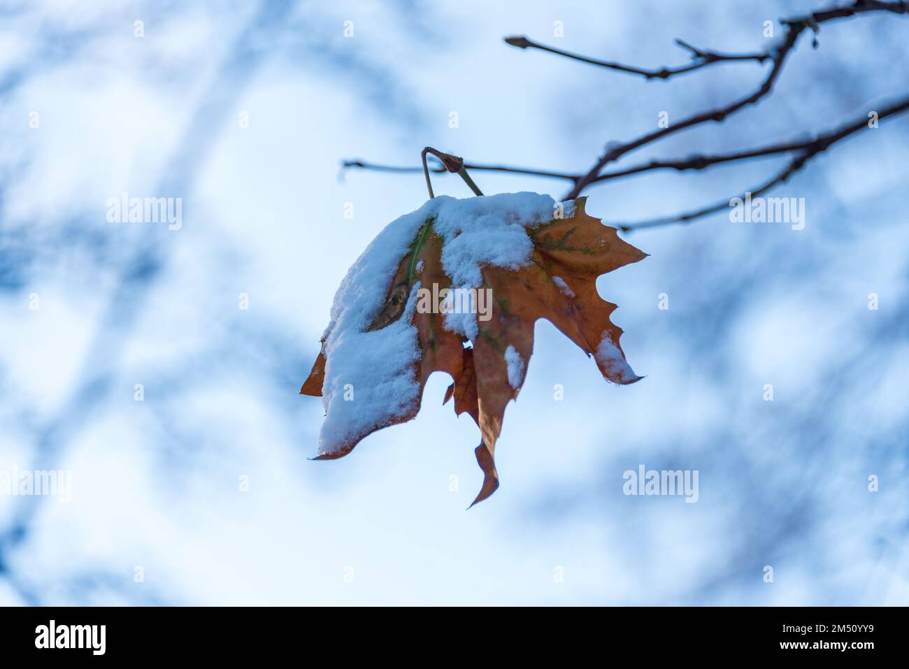 Eingefrorenes Laub an einem Baum nach dem ersten Wintereinbruch Foto Stock