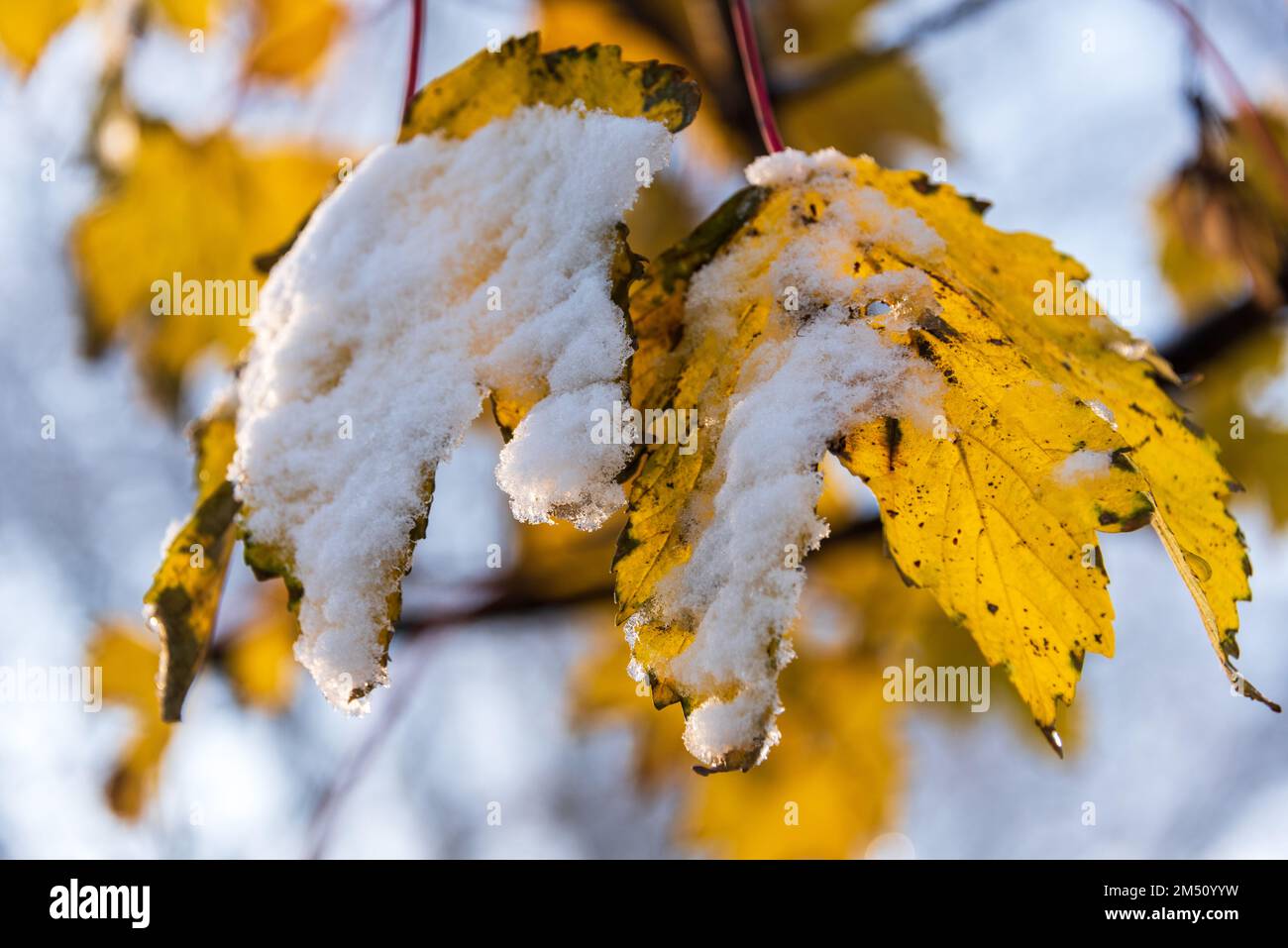 Eingefrorenes Laub an einem Baum nach dem ersten Wintereinbruch Foto Stock