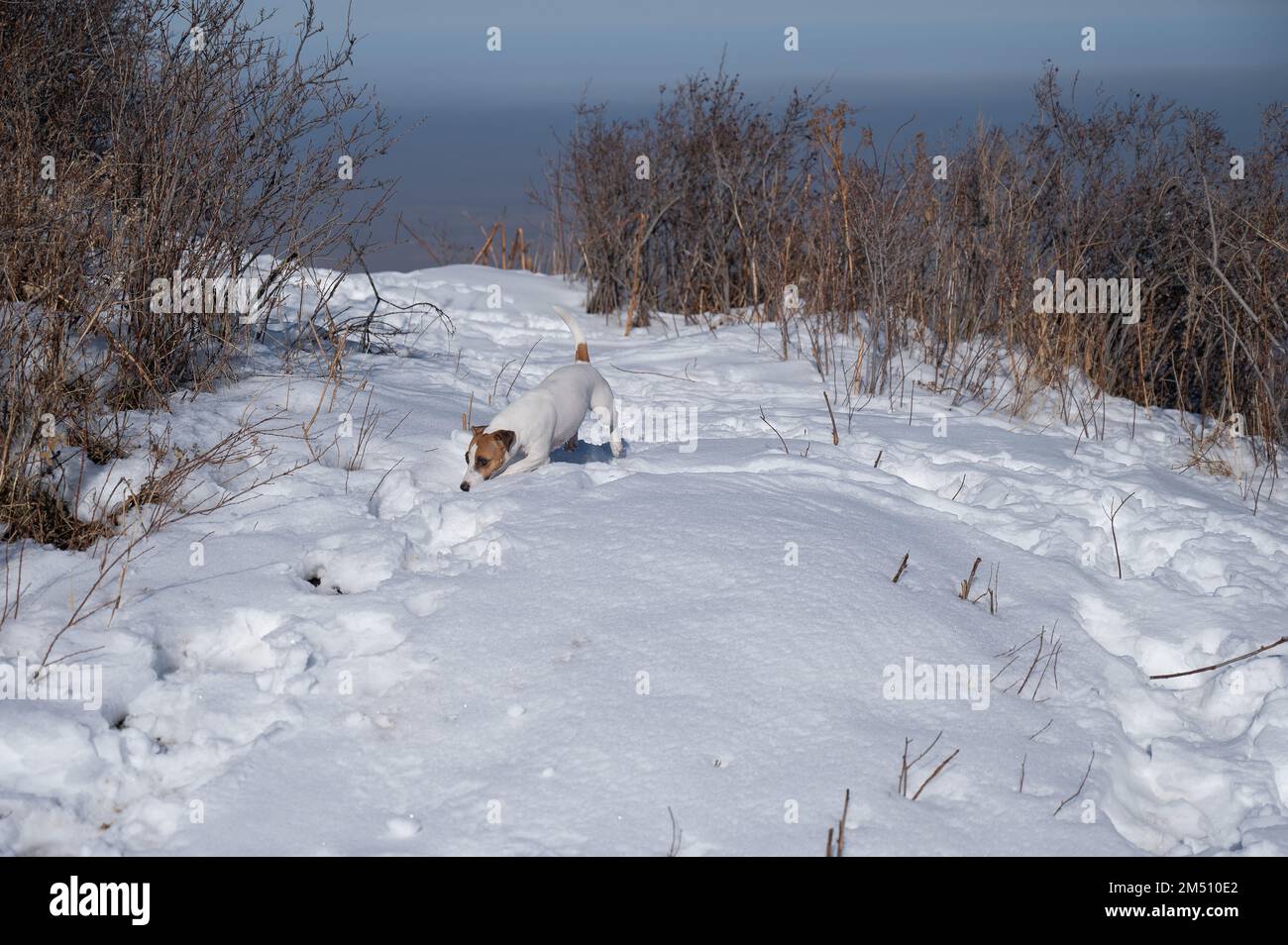 Jack Russell Terrier cane che corre attraverso le nevicate. Foto Stock