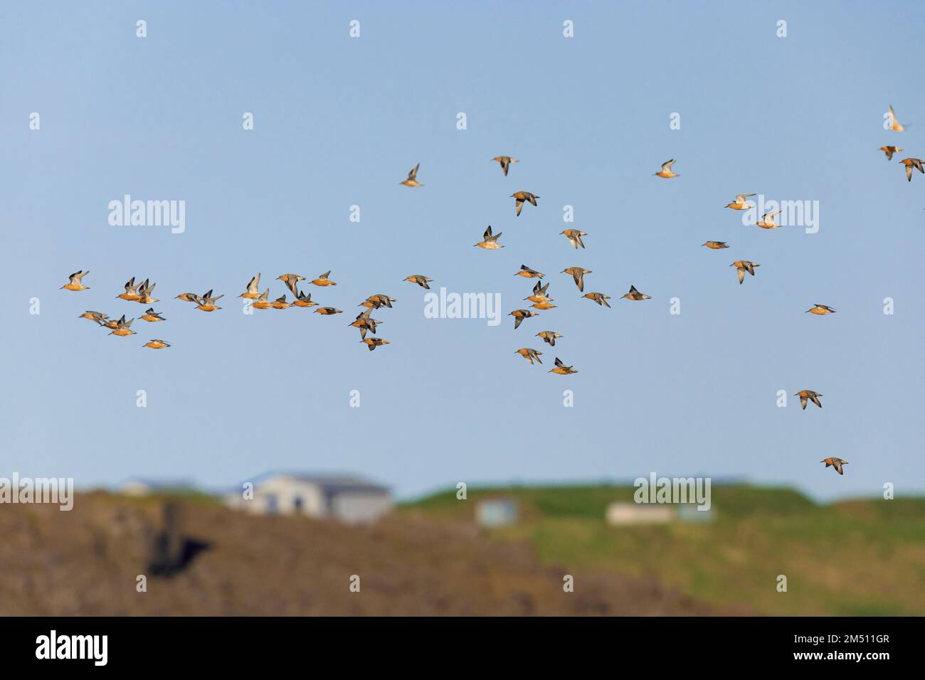 Rosso Knot (Calidris canutus islandica), gregge in volo, Regione nordoccidentale, Islanda Foto Stock
