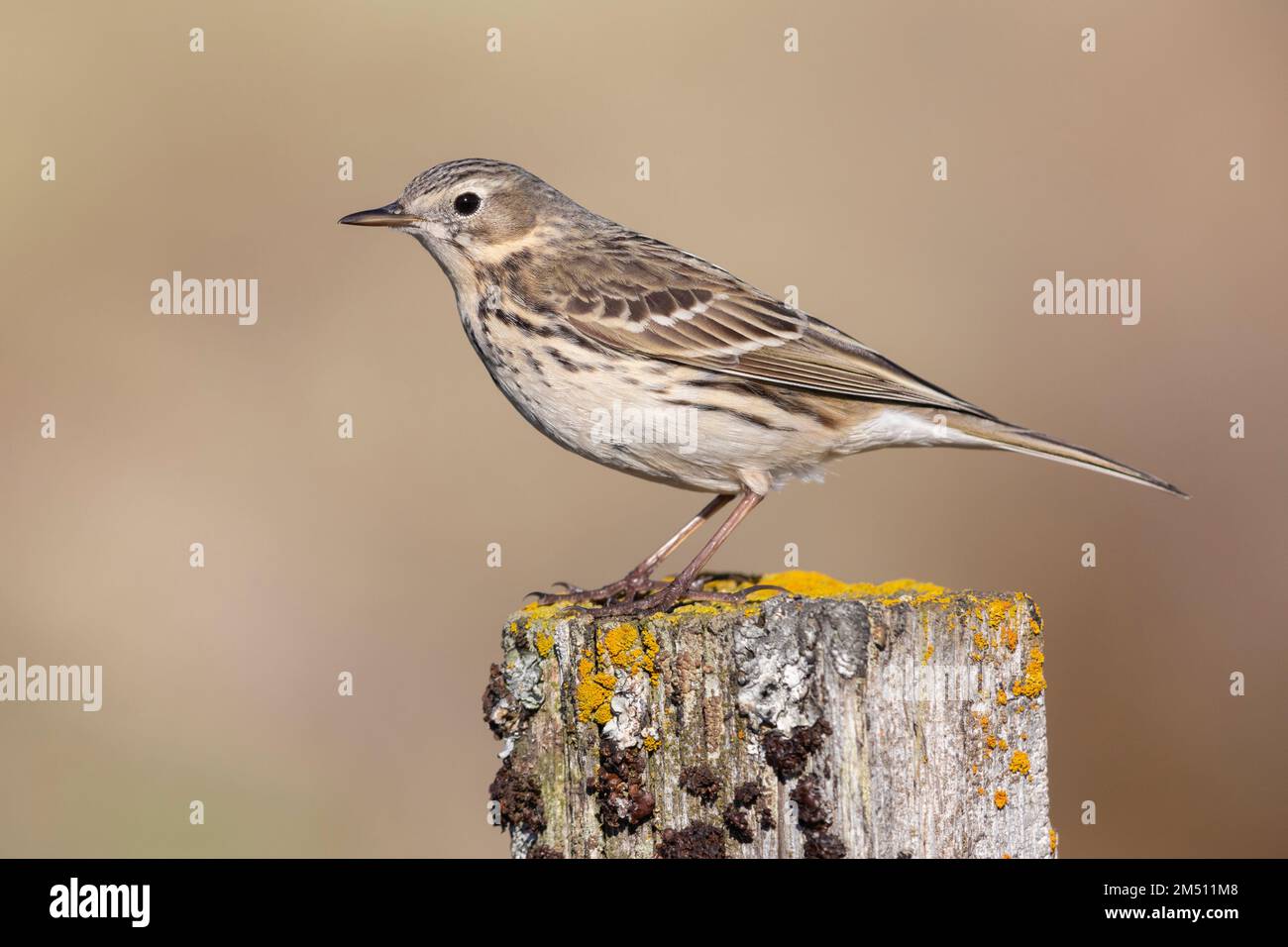 Pipit prato (Anthus pratensis), vista laterale di un adulto in piedi su un palo, regione nordorientale, Islanda Foto Stock