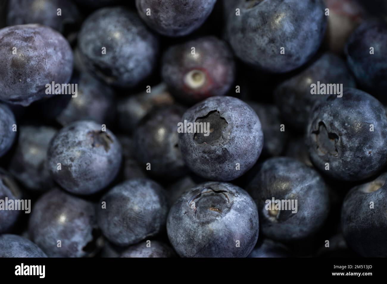 Mirtilli scuri raccolti di recente su sfondo scuro tra gli altri mirtilli. Profondità di campo ridotta Foto Stock