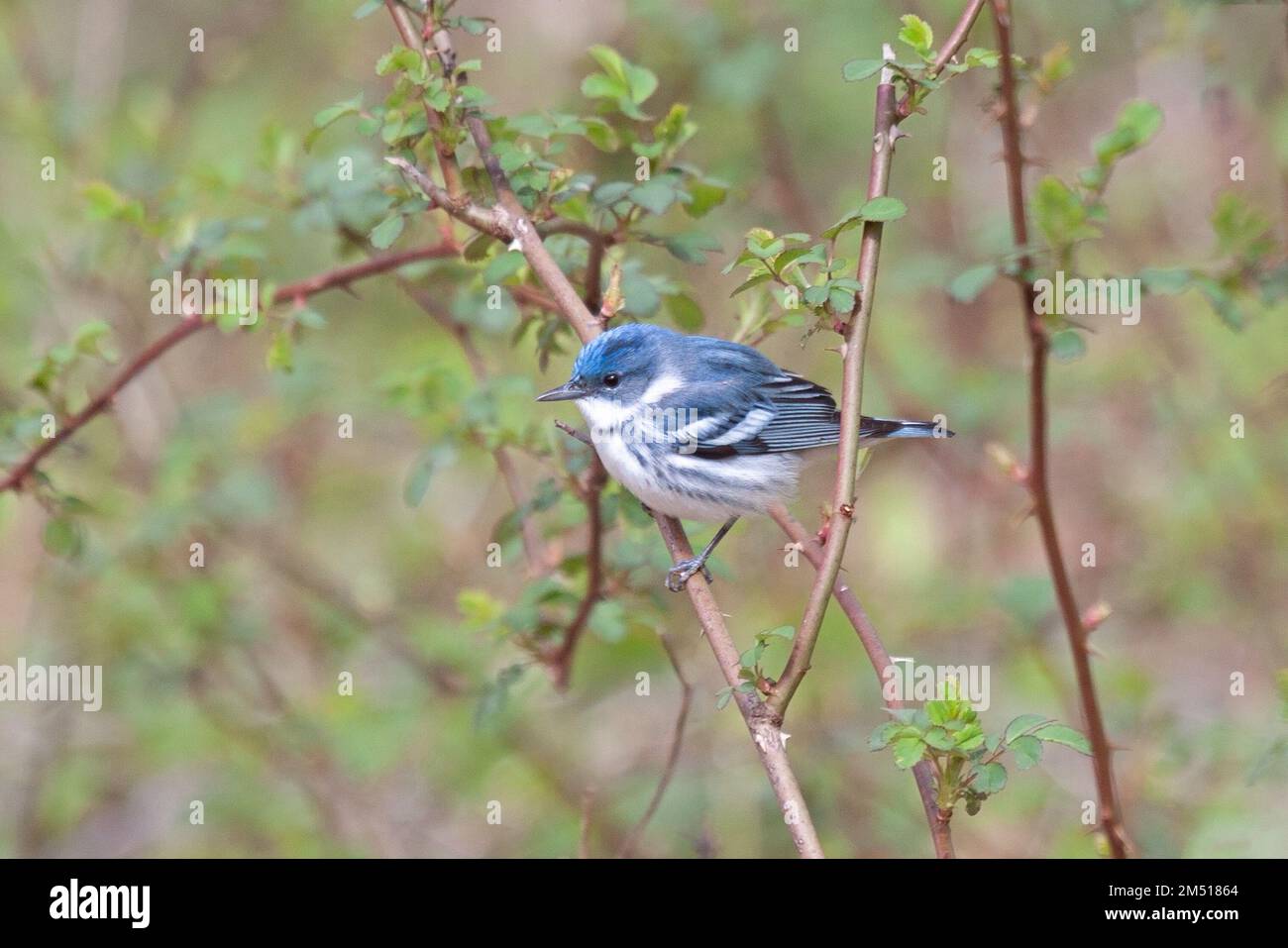 Cerulean Warbler arroccato in un blu in preparazione a volare via. Foto Stock