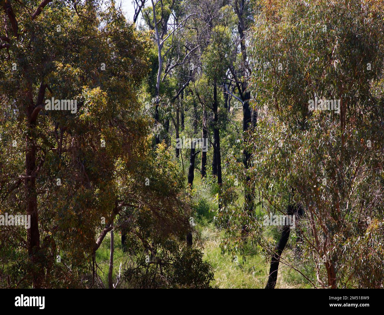 Vista del bush naturale australiano con tronchi di alberi a noleggio danneggiati da incendi boschivi. Foto Stock