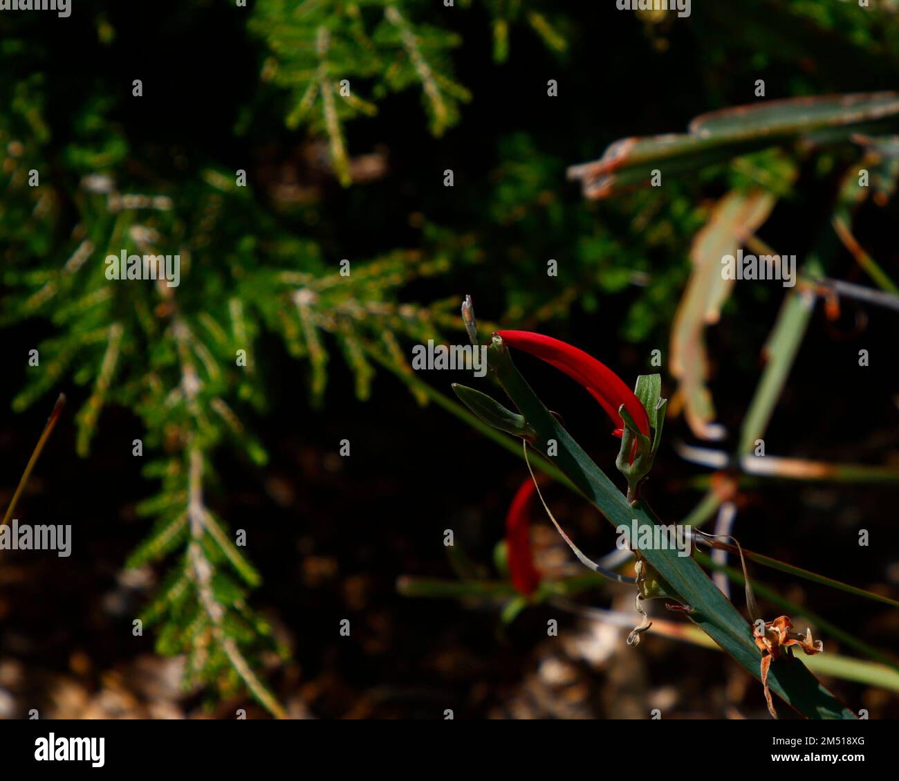 Primo piano di un singolo fiore rosso della pianta di fioritura selvatica dell'Australia occidentale Leptosema aphyllum o pisello del nastro. Foto Stock
