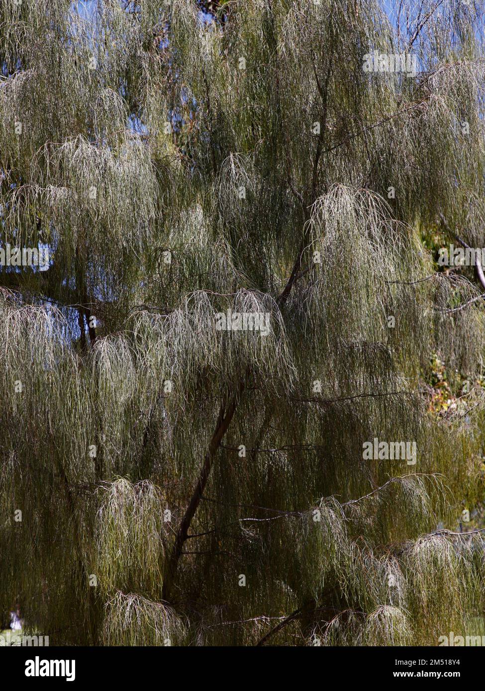 Primo piano dell'albero nativo senza fiori dell'Australia Occidentale Acacia Yinnetharra visto in estate in Australia. Foto Stock