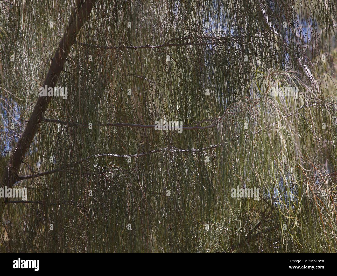 Primo piano dell'albero nativo senza fiori dell'Australia Occidentale Acacia Yinnetharra visto in estate in Australia. Foto Stock