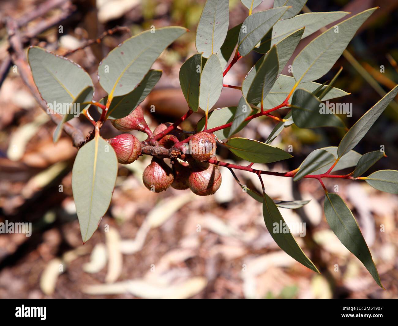 Primo piano dei semi dell'eucalipto rameliana, arbusto a bassa crescita, originario dell'Australia Occidentale. Foto Stock