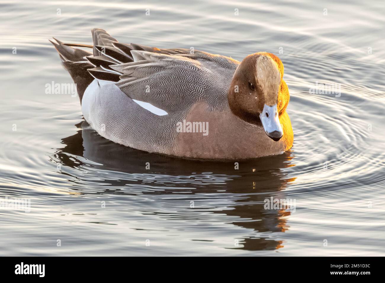 Maschio, Wigeon, buche Bay, Poole Harbour, Poole, Dorset, Regno Unito Foto Stock